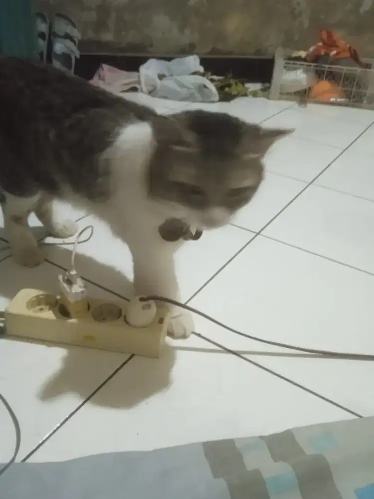 Ingin mencari kerjaan art pulang pergi