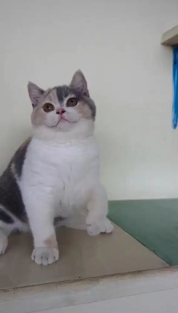 british shorthair bsh ped ica dilute calico betina