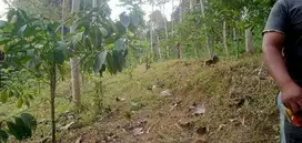 Tanah Kebun Durian Murah Di Nongkojajar Purwodadi Pasuruan