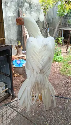 Ayam aseel parrot ori