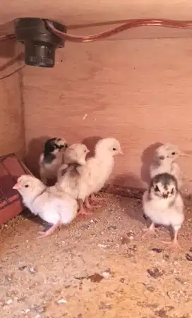 Ayam aseel parrot ori