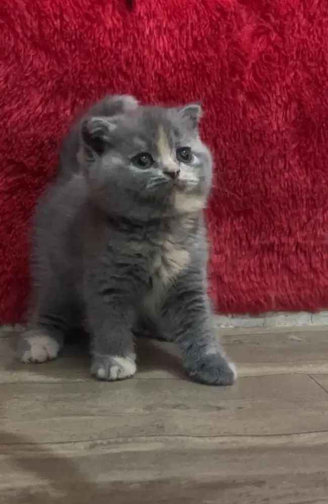 Kucing scottish fold