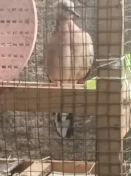 Tekukur kuk 2 paten banyu milih