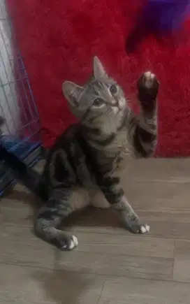 Kucing brittish shorthair