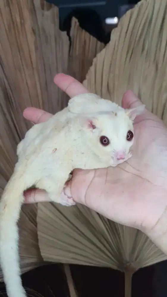 Sugarglider creamino betina dewasa