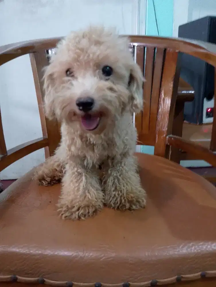 Dijual poodle jantan