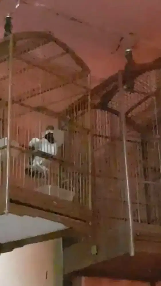jalak suren gacor ngagaruda nyapam