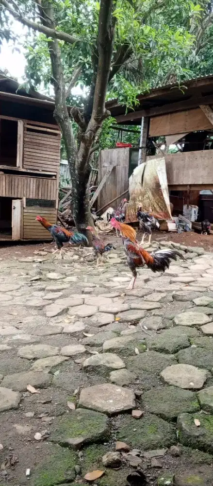 Ayam kampung dewasa