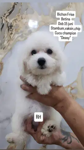 Bichon aslii jantan / betina