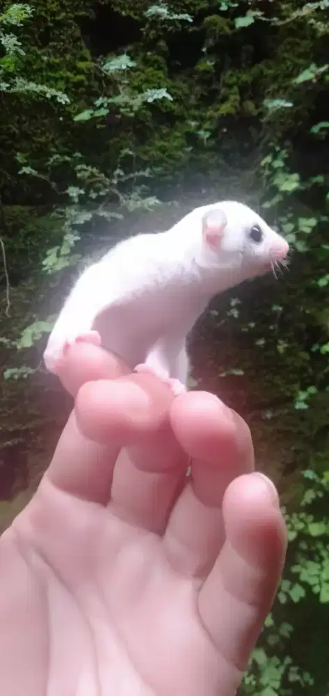 SUGAR GLIDER platmos