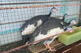 Ayam mutiara remaja