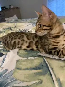 Persian shorthair