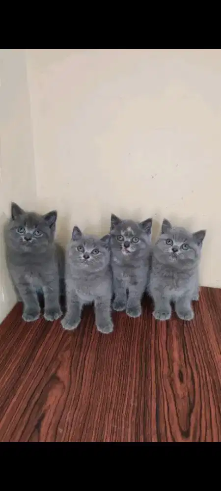 kucing kitten anakan british short hair