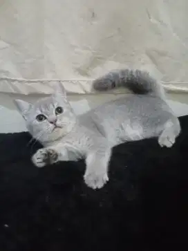 Kitten BSH blue golden betina 5bln