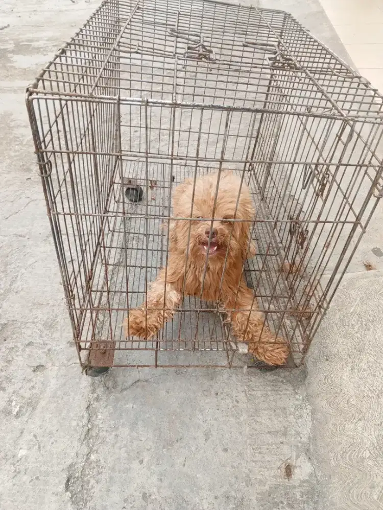 Poodle jantan semi hibah