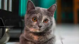 British Short Hair BSH betina