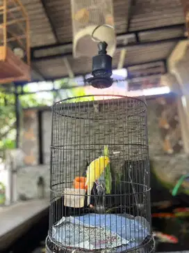 Kenari yorkshire x belgian bossu bagus
