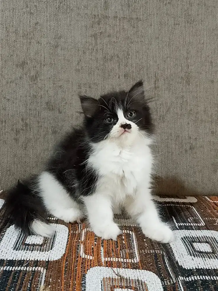 Ready kucing persia