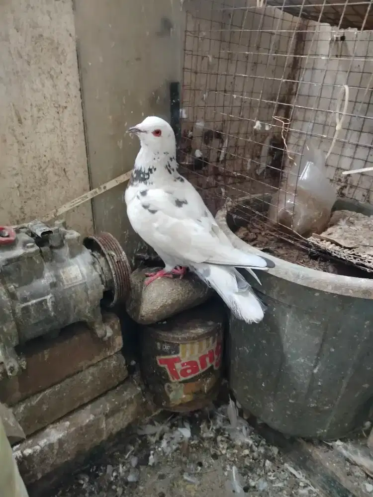 Burung dara bujang siap jodoh