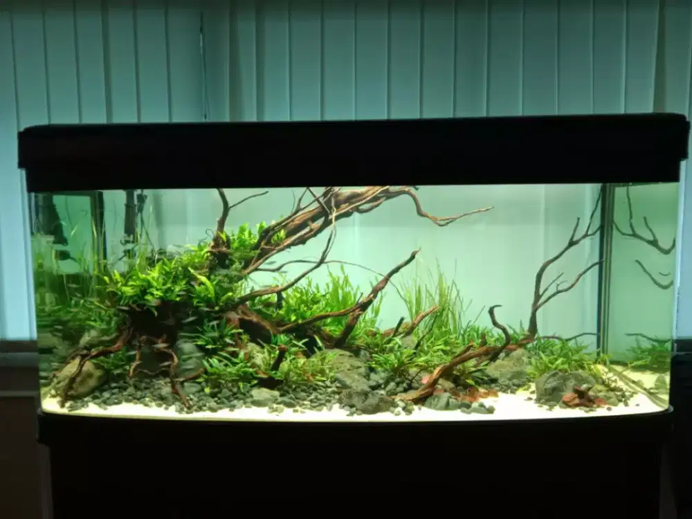 Aqurium aquascape paludarium