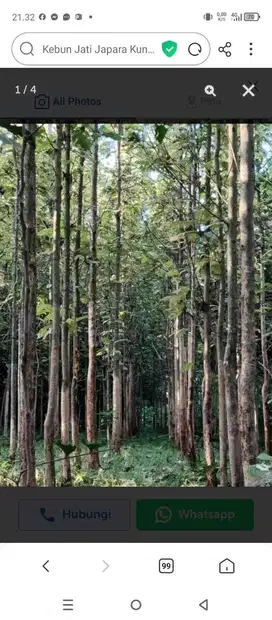 kebun Jati Japara Kuningan