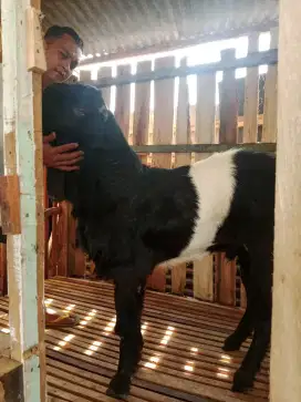 Kambing KENDIT peranakan etawa