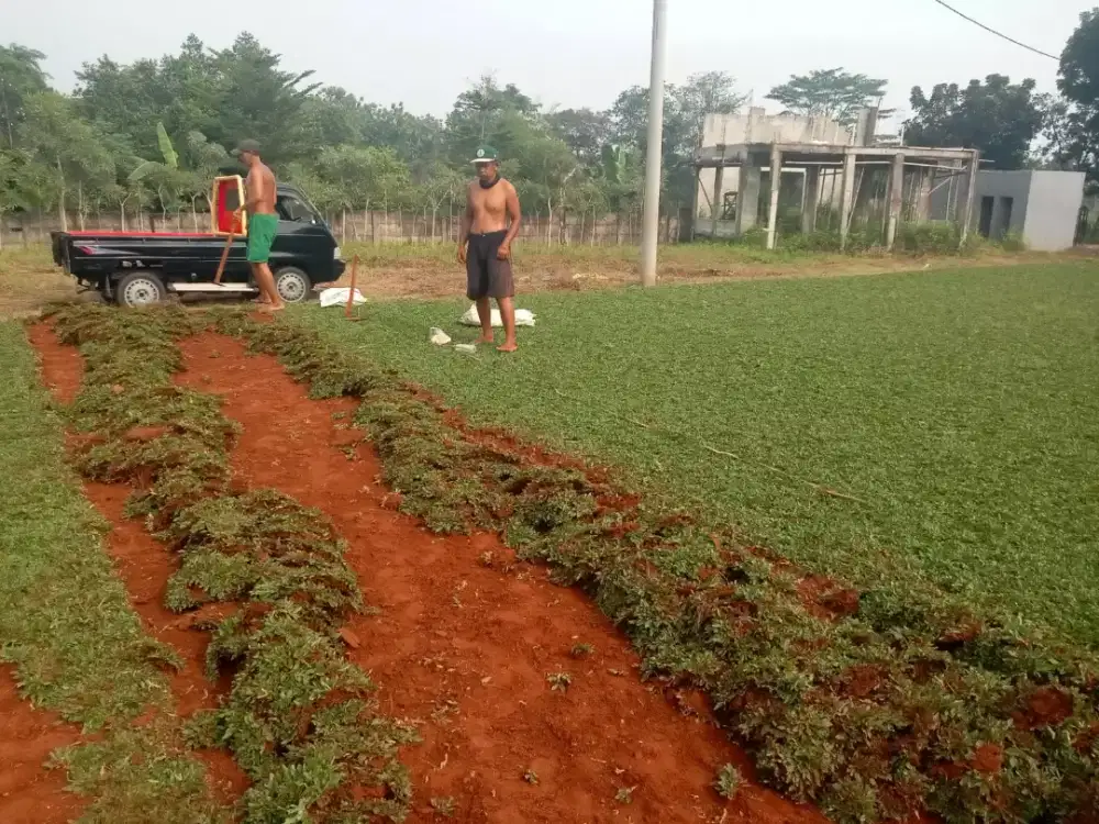 Rumput gajah mini siap antar dan tanam