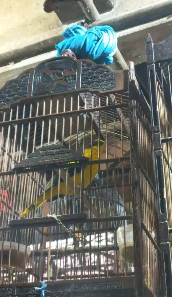 Burung Kepodang Sumbawa