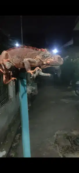 Iguana red minus kuku copot 1