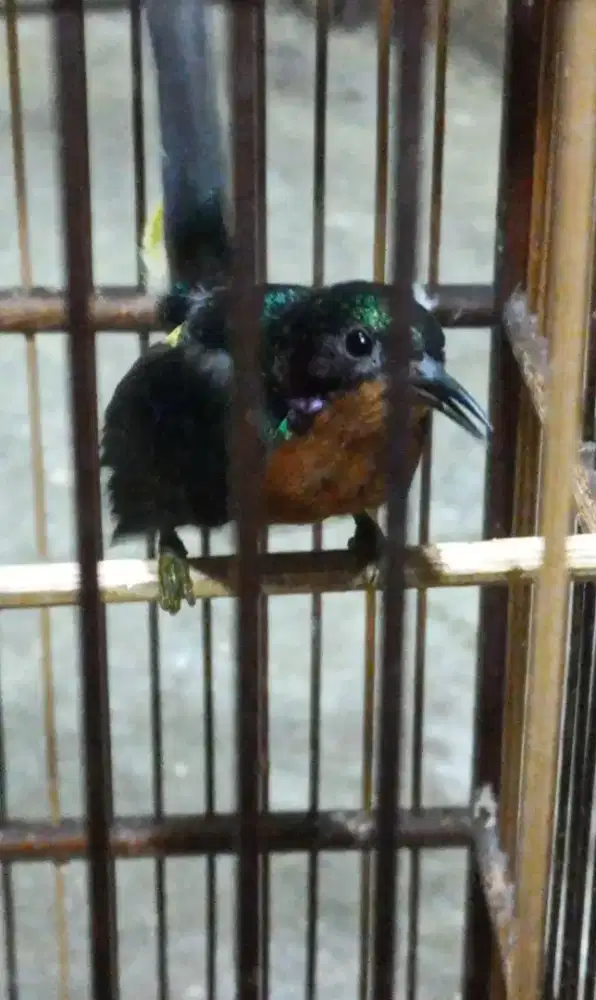 Burung   K  O   W   U    L    Gacoran Sudah makan pur