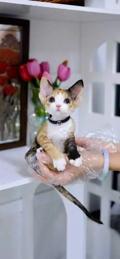 for sale devons rex cat