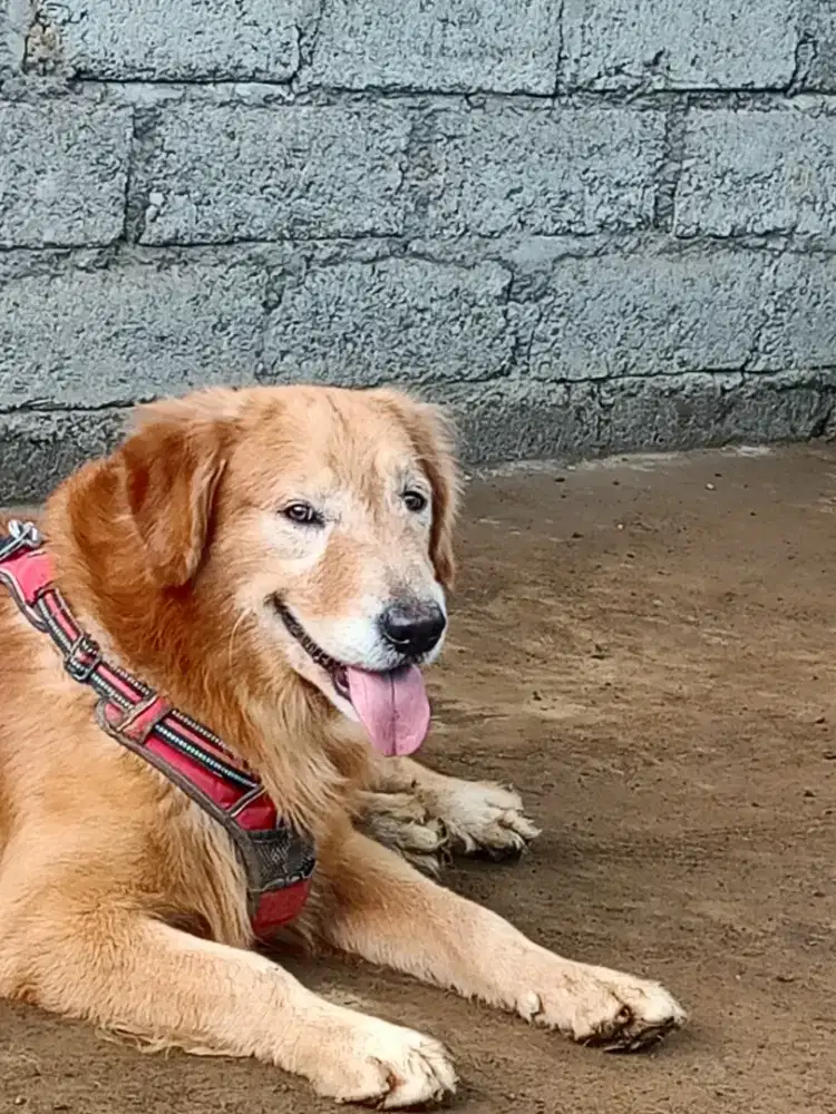 Golden jantan sehat tinggal pelihara