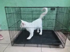 Dijual , Kandang Dan Kucingnya Kucing Mix