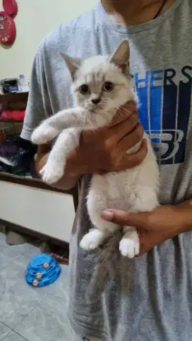 Jual kucing BSH betina