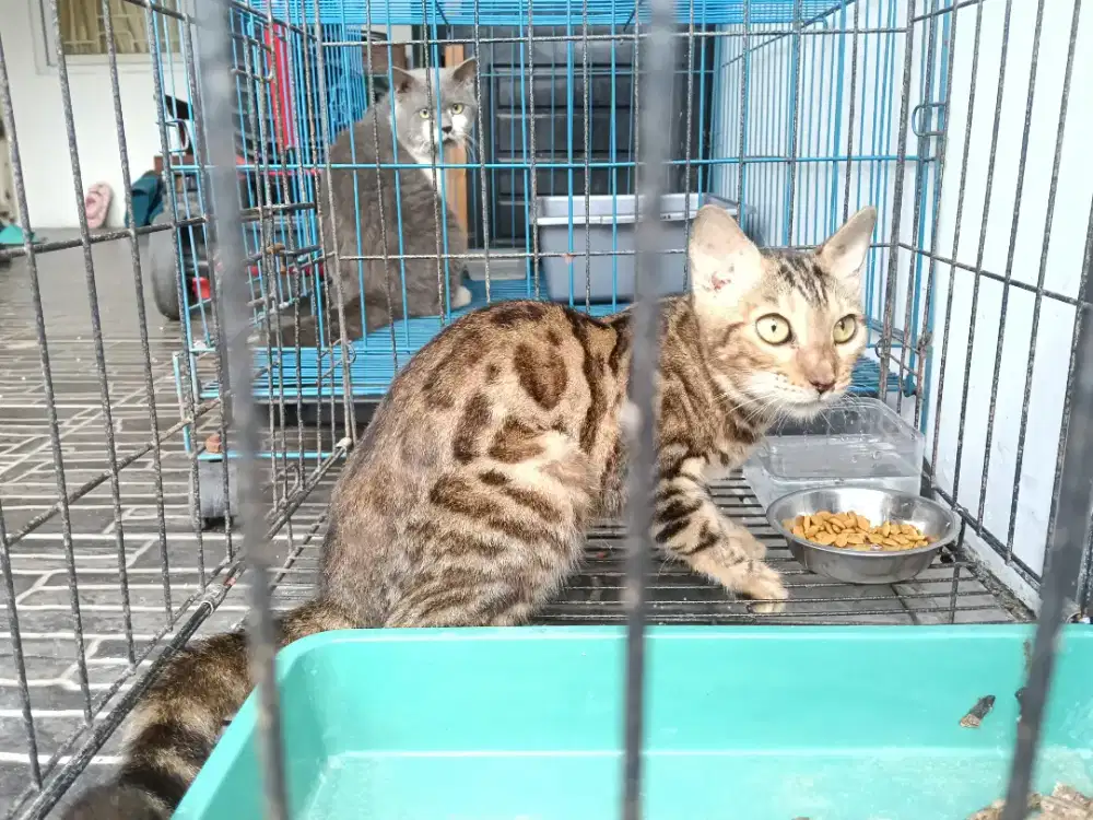 Kucing lucu dengan wadah kotak pup