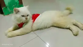 Kucing Ragdoll Putih (indukan kedua ragdoll)