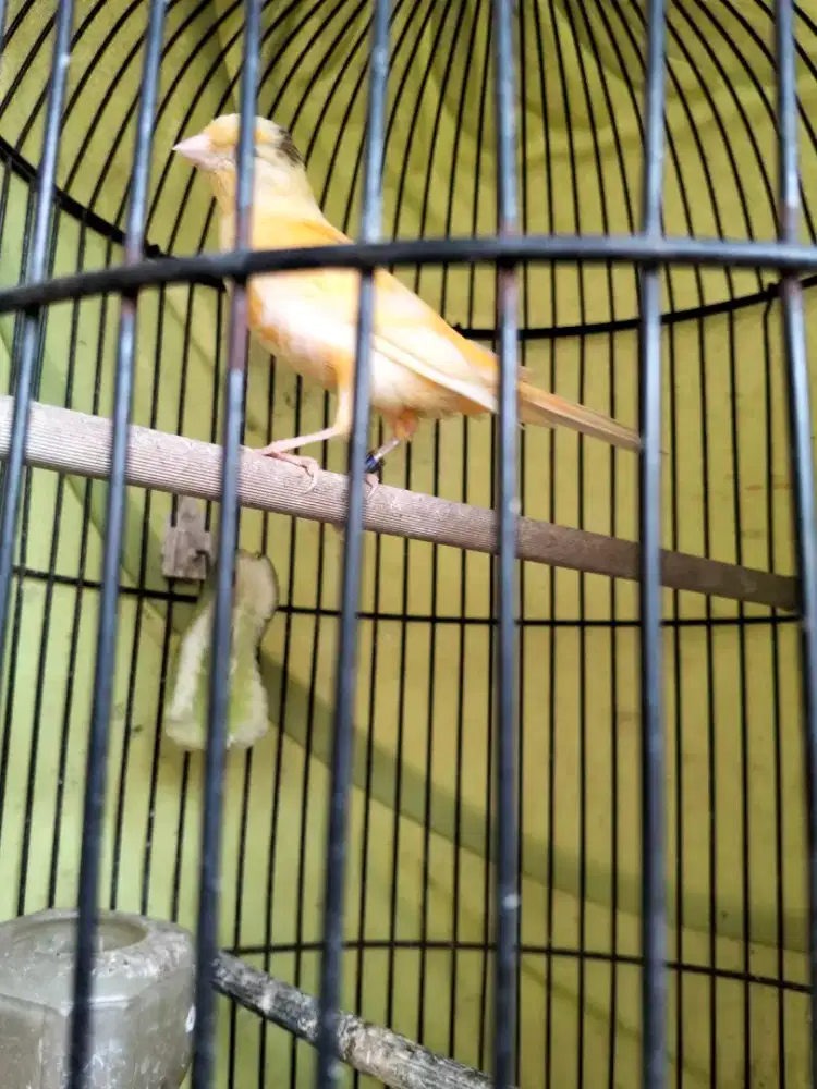Kenari paud jantan
