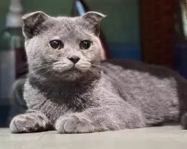 BSH Scottish Fold BETINA
