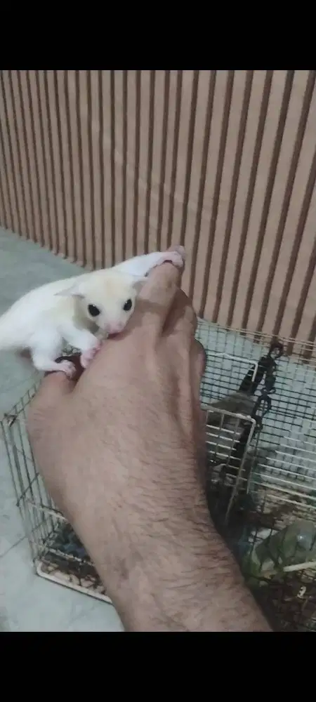 Sugar glider leucistik