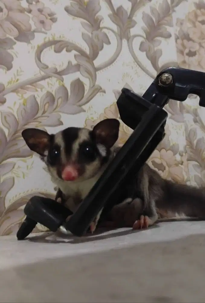 Sugar glider mozaik ring tail