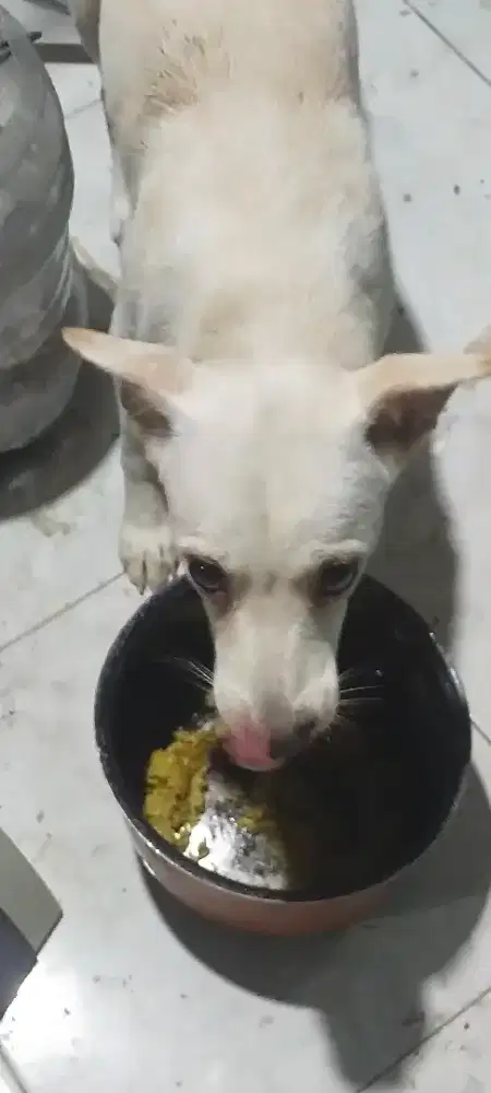 Anjing untuk jaga rumah atau gudang