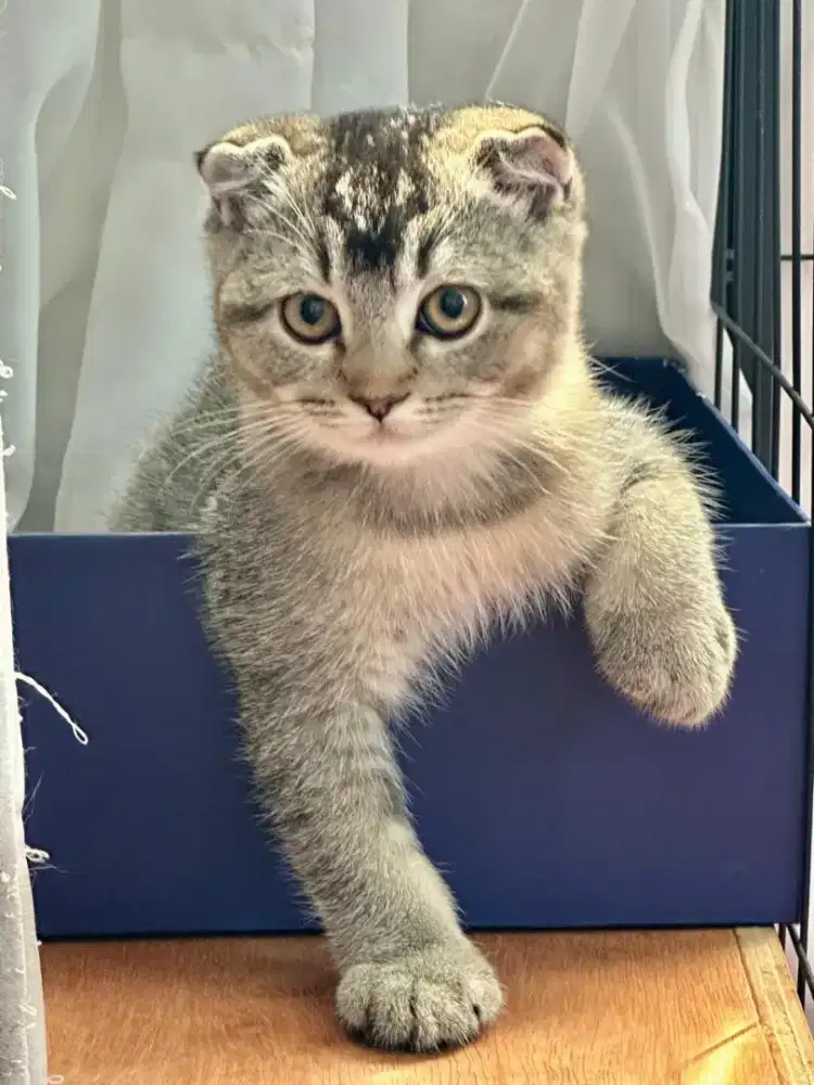 Kucing Scottish Fold Jantan