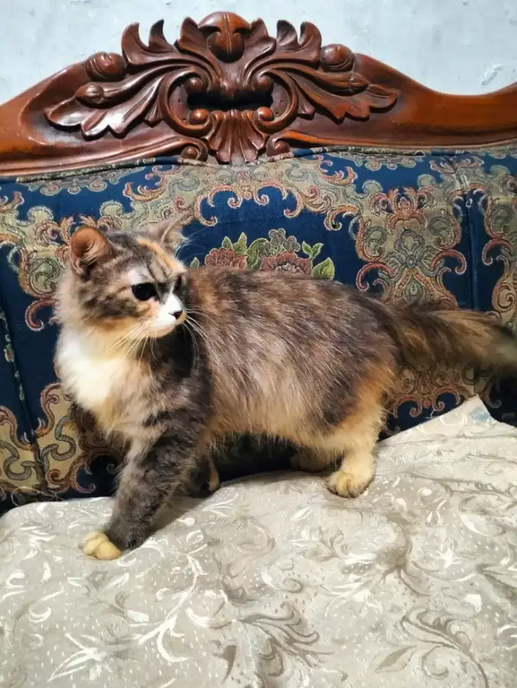 Jual   kucing mix, real pict ya kakak