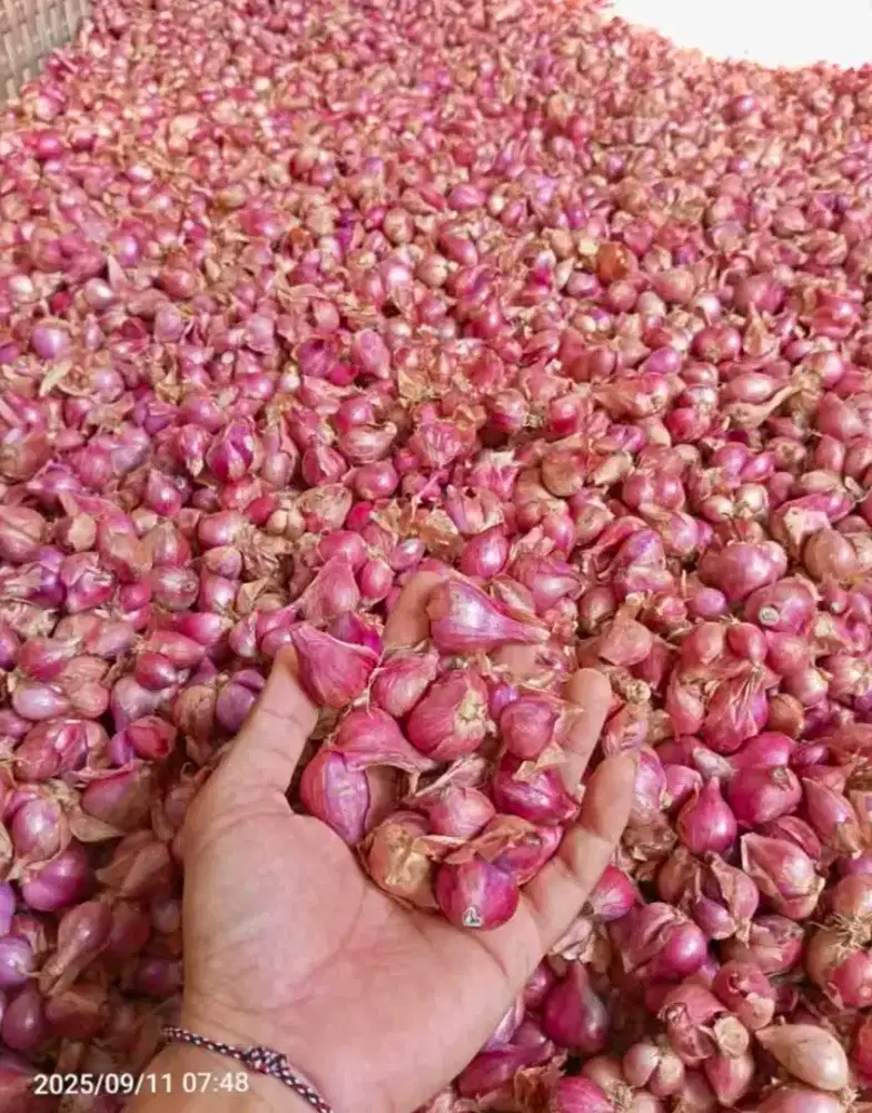 Bawang merah mantepp