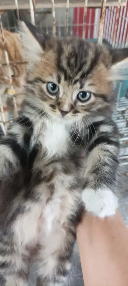 Kitten persimed