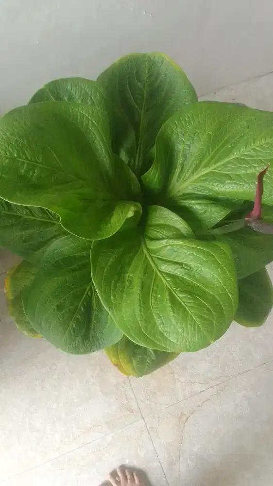 indukan anturium hybrid cantik