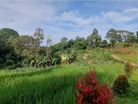 Jual  sawah  pinggir jln dkt wisata patambon camp.