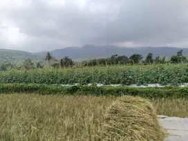 KEBUN DAN SAWAH DI KAWASAN WISATA WANAYASA | VIEW GUNUNG.