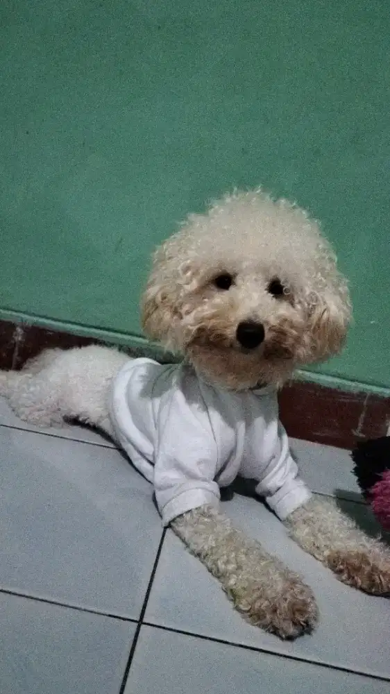 Jasa Tanam Benih Poodle