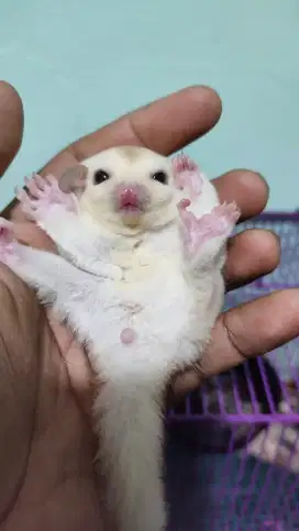 Sugar Glider Creamino